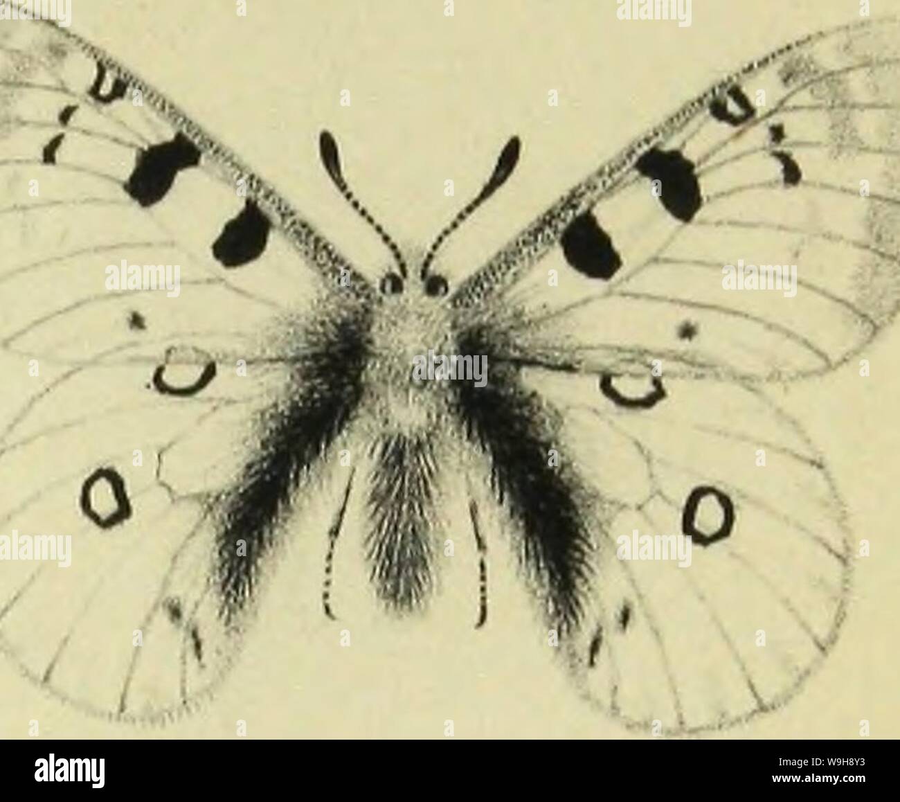 Immagine di archivio da pagina 990 di Insekten der Schweiz, die vorzueglichsten. Insekten der Schweiz, die Gattungen vorzueglichsten je durch eine arte bildlich dargestellt CUbiodiversity1121885 Anno: 1836 ( Foto Stock