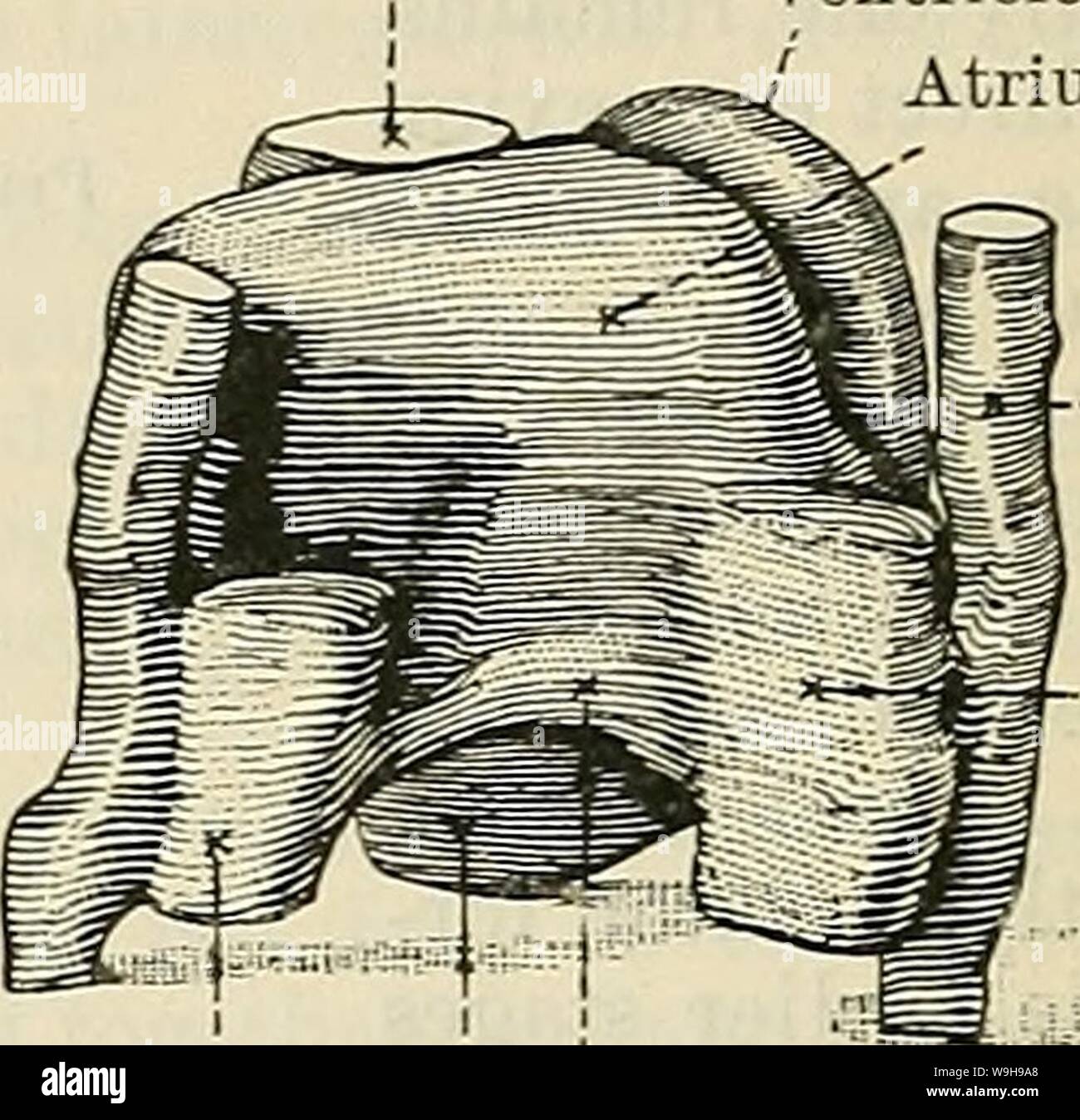 Immagine di archivio da pagina 1065 di Cunningham il libro di testo di anatomia (1914). Cunningham il libro di testo di anatomia cunninghamstextb00cunn Anno: 1914 ( Anteriore vena cardinale Bulbus cordis atrio-ventricolare di canal sinusale ventricolo venoso Fig 827.â vista ventrale di un modello del cuore di un embrione umano 2-5 mm. a lungo. (Meyer, raccolta. Modellato dal professor P. Thompson.) .anteriore vena cardinale avvisatore acustico destro del seno venoso sinuvno ! La parte intermedia del sinus ventricolo venoso Fig. 828.âDorsal vista di un modello del cuore di un embrione umano 2-5 mm. a lungo. (Meyer, raccolta. Modellato dal professor P. Foto Stock