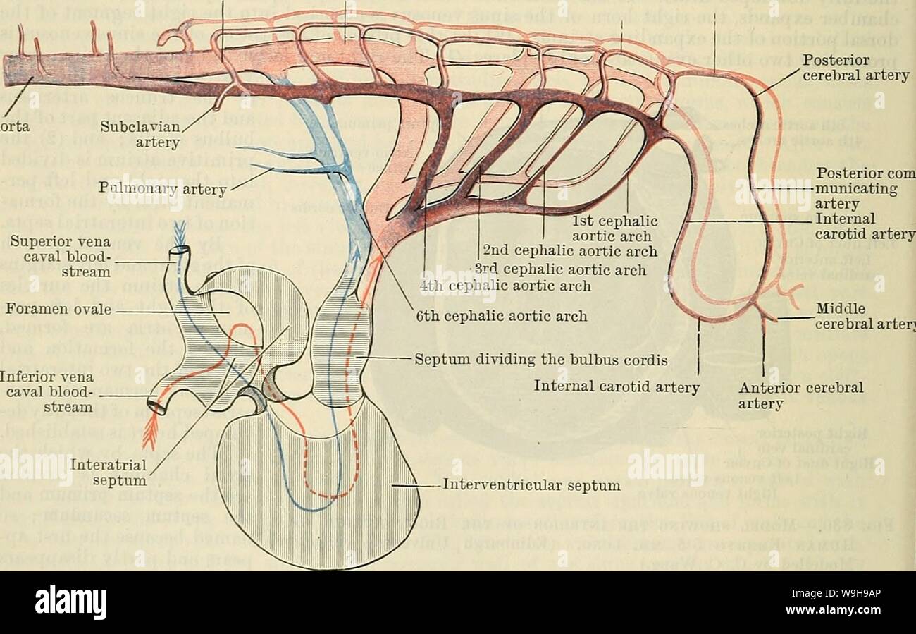 Immagine di archivio da pagina 1067 di Cunningham il libro di testo di anatomia (1914). Cunningham il libro di testo di anatomia cunninghamstextb00cunn Anno: 1914 ( parete di atrio destro setto primum fusione con meno nodo atrio- ventricolare setto cuscino primum sinistra valvola venosa destra - valvola venosa inferiore nodo atrio- ventricolare Bight cuscino posteriore vene cardinale aperta proprio condotto di Cuvier apertura nel corno destro del seno venoso 7 intersegmental arteria aorta dorsale arteria vertebrale arteria Basilar posteriore arteria cerebrale centrale arteria cerebrale anteriore arteria cerebrale maiale. 832.-sviluppo del cuore Foto Stock