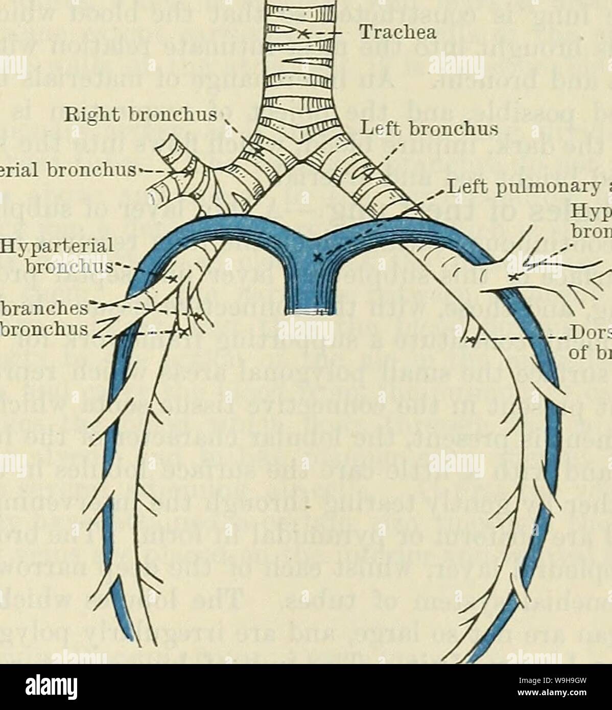 Immagine di archivio da pagina 1130 di Cunningham il libro di testo di anatomia (1914). Cunningham il libro di testo di anatomia cunninghamstextb00cunn Anno: 1914 ( BOOT DEL POLMONE. 1097 otto bronco arteria polmonare occupa una posizione diversa sui due lati, in relazione alle principali o parte indivisa del bronco. Sul lato destro è posizionato al di sotto di esso, mentre sul lato sinistro si attraversa il Bronco e occupa un elevato livello di radice polmonare. Le due vene polmonari su entrambi i lati si trovano a un livello inferiore nella radice del polmone di arteria polmonare e nei bronchi, mentre il superiore di TH Foto Stock