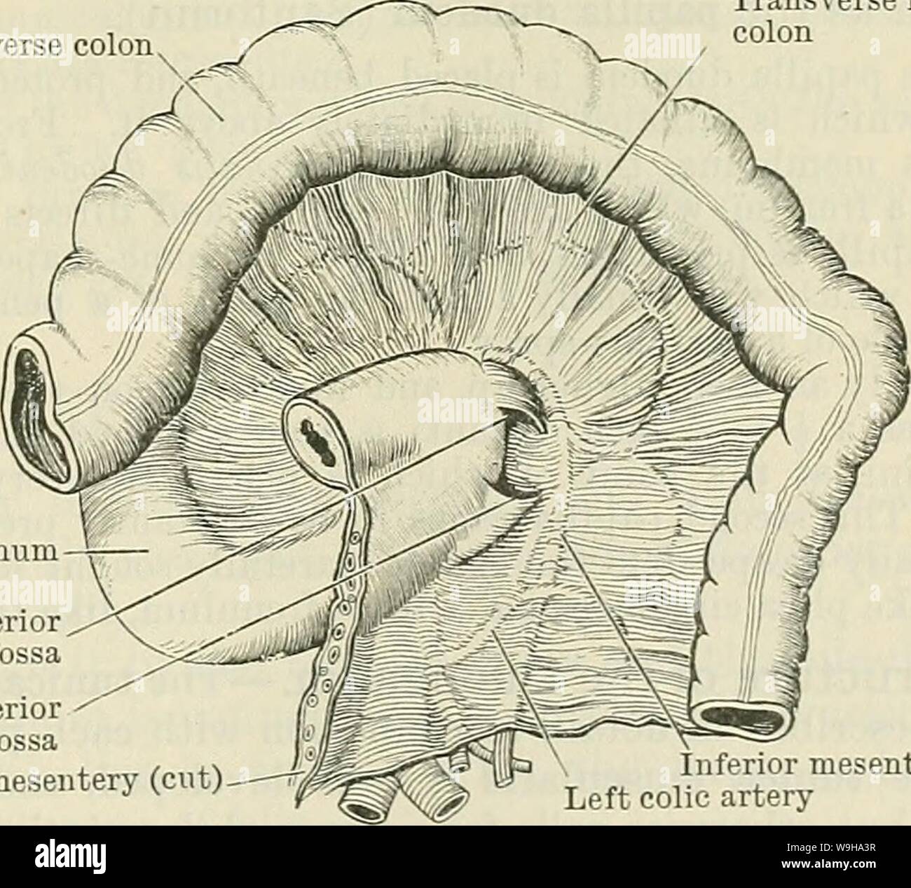 Immagine di archivio da pagina 1218 di Cunningham il libro di testo di anatomia (1914). Cunningham il libro di testo di anatomia cunninghamstextb00cunn Anno: 1914 ( il duodeno. 1185 La bile-condotto, dopo il passaggio verso il basso dietro la parte superiore del duodeno, scende tra la testa del pancreas e la parte in discesa, quasi quanto la sua metà ; qui esso è unito tramite il dotto pancreatico, e i due, la foratura della parete del duodeno obliquamente, aperto da un orifizio comune sul suo aspetto interno, circa 3 a 4 pollici (8-7 a 10 cm.) oltre il piloro. Pars inferiore.-La parte inferiore (A.T. terza porzione) inizia Foto Stock