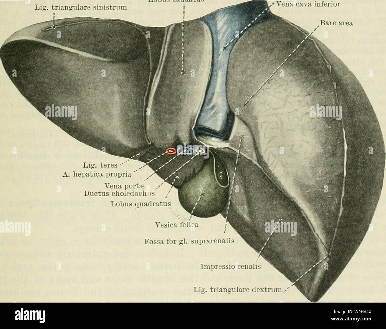 Immagine di archivio da pagina 1222 di Cunningham il libro di testo di anatomia (1914). Cunningham il libro di testo di anatomia cunninghamstextb00cunn Anno: 1914 ( IL LIVEE. 1189 formante la porzione superiore della sezione posteriore della parete addominale. Essa è profondamente frastagliata a sbalzo dal la colonna vertebrale ed è in piano in asse verticale. Le facciate inferiori è diretto obliquamente verso il basso e posteriormente è a contatto con un numero dei visceri addominali, specialmente il rene destro, stomaco, duodeno e colon e la sua configurazione generale è influenzato da un grado marcato da la forma e la posizione di questi org Foto Stock