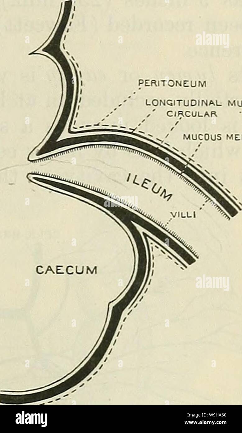 Immagine di archivio da pagina 1248 di Cunningham il libro di testo di anatomia (1914). Cunningham il libro di testo di anatomia cunninghamstextb00cunn Anno: 1914 ( cieco e VEEMIFOKM PEOCESS. 1215 sempre essere distinto, e si trovano a sopportare lo stesso rispetto per l un l altro come nella condizione essiccata, anche se questo può essere oscurata da pieghe o rugae. L'apertura può essere a fessura o arrotondato, a spiovente o a forma di imbuto bordi; il frenula non sono così prominente a volte; ma l'intera valvola progetti molto più bruscamente nella cavità del cieco rispetto alla distesa e essiccato il campione. Struttura della Va Foto Stock