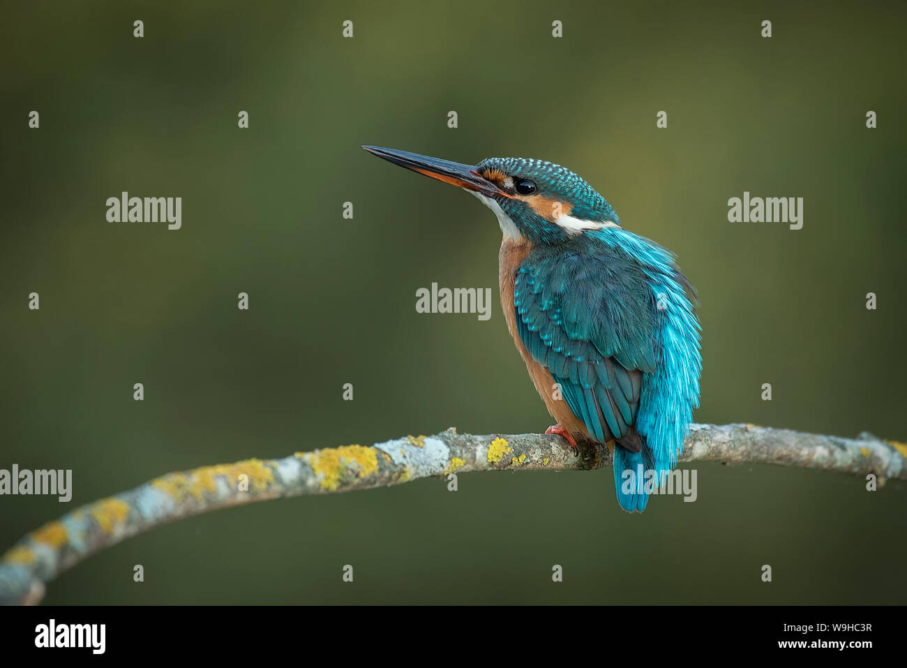 Kingfisher, Alcedo atthis,kingfisher, ornitologia, Pesca, fiume, uccello Foto Stock