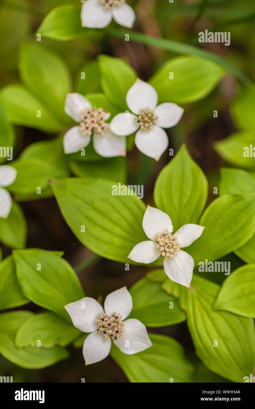 Bunchberry i fiori sbocciano in estate presso il Parco Nazionale di Banff, Alberta, Canada Foto Stock