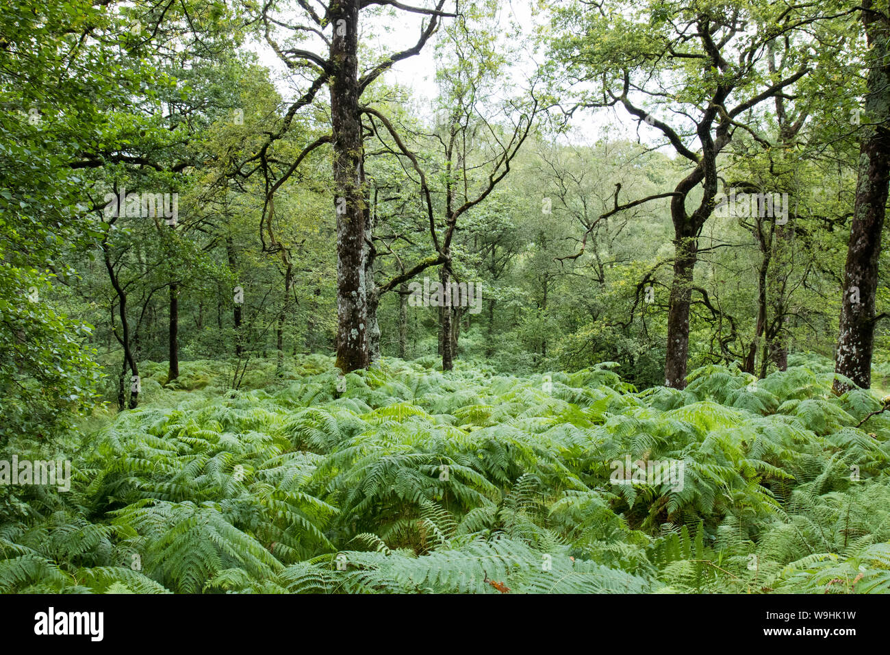 A piedi nei boschi vicino a Tiberthwaite, Cumbria Foto Stock