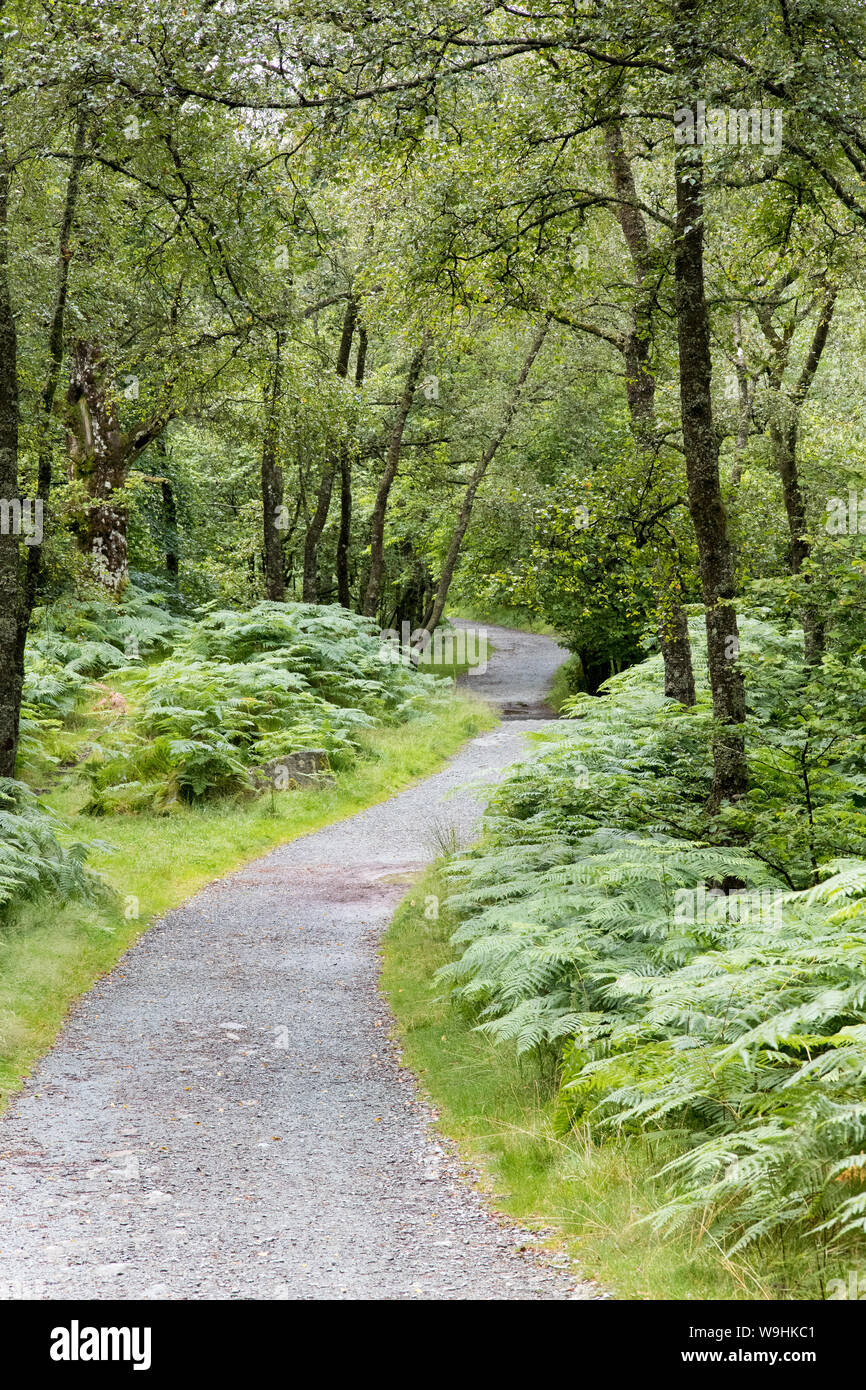 A piedi nei boschi vicino a Tiberthwaite, Cumbria Foto Stock