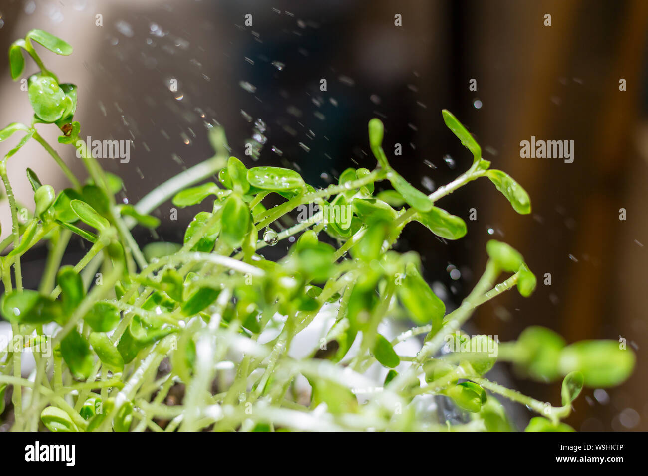 Crescere pianta piccola.irrigazione girasole baby piantare per alimenti ad alto nutrizione antiossidante Foto Stock
