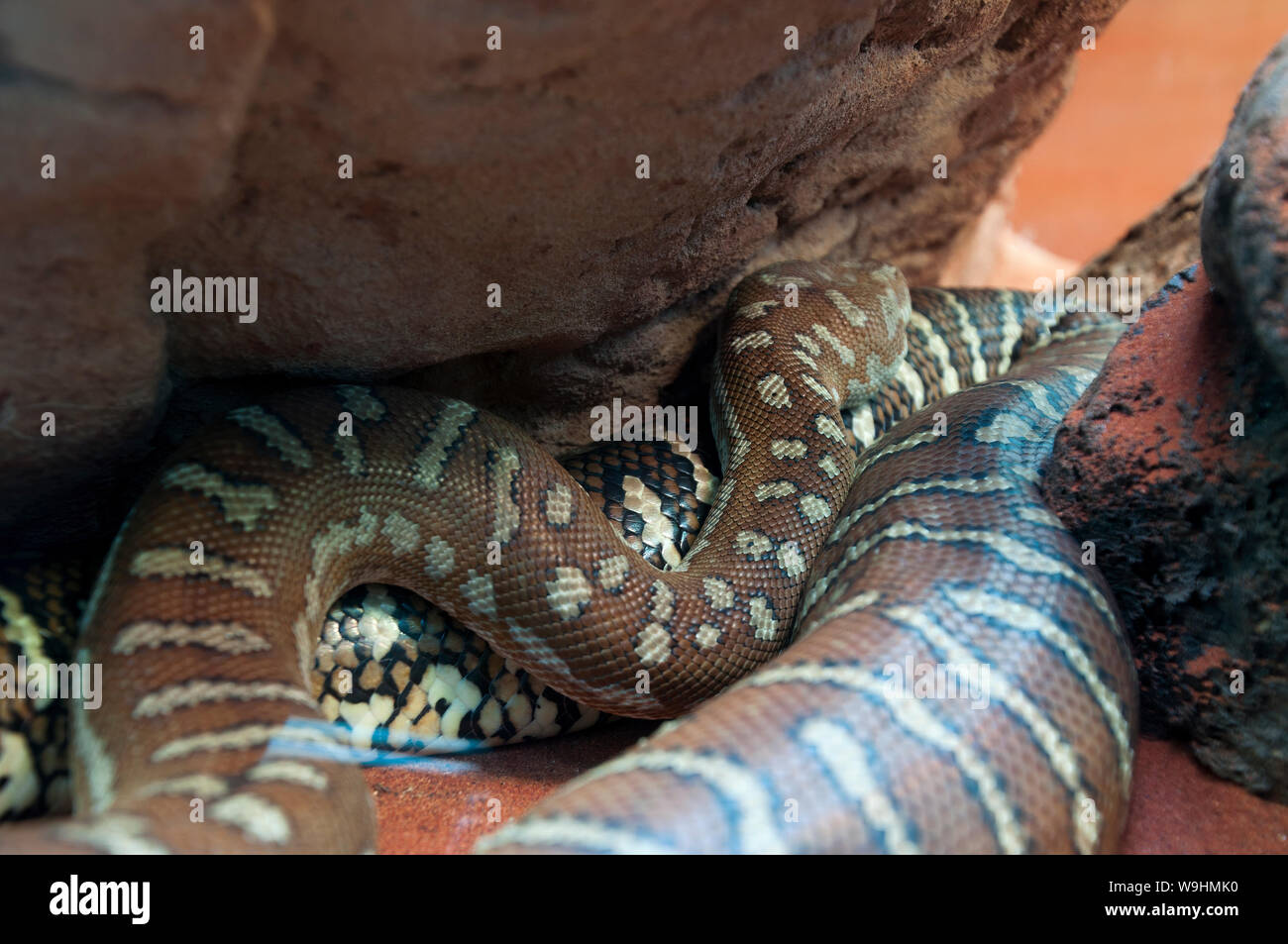 Sydney Australia, centralian carpet python un non-infame Austrlian snake Foto Stock