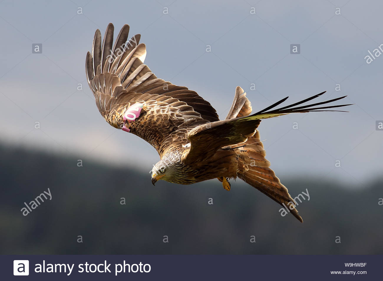 Nibbio reale in volo Foto Stock