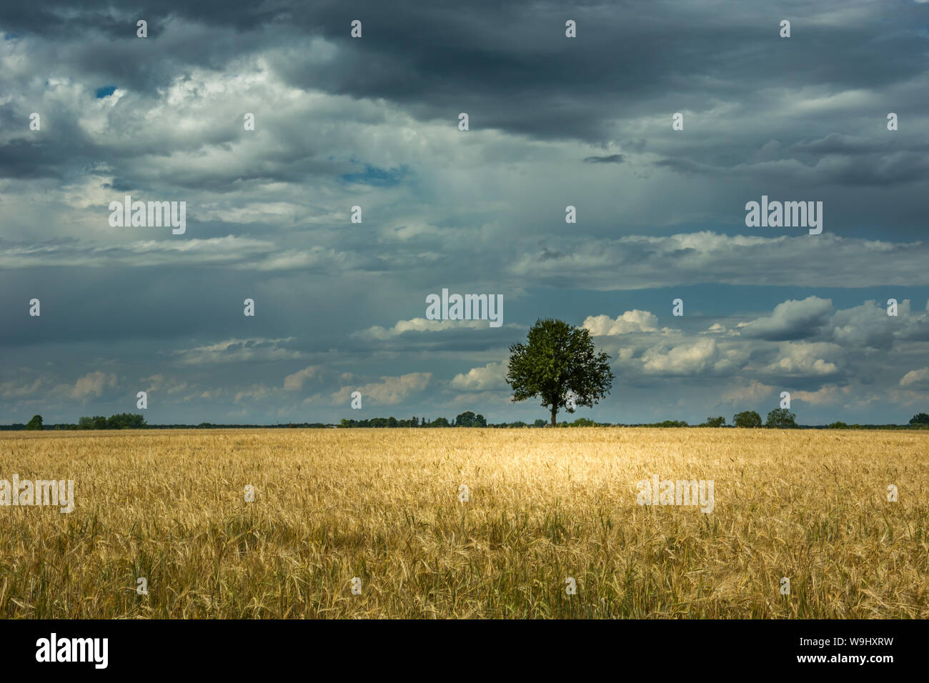 Lonely albero che cresce in grani, orizzonte e oscura pioggia nuvole Foto Stock