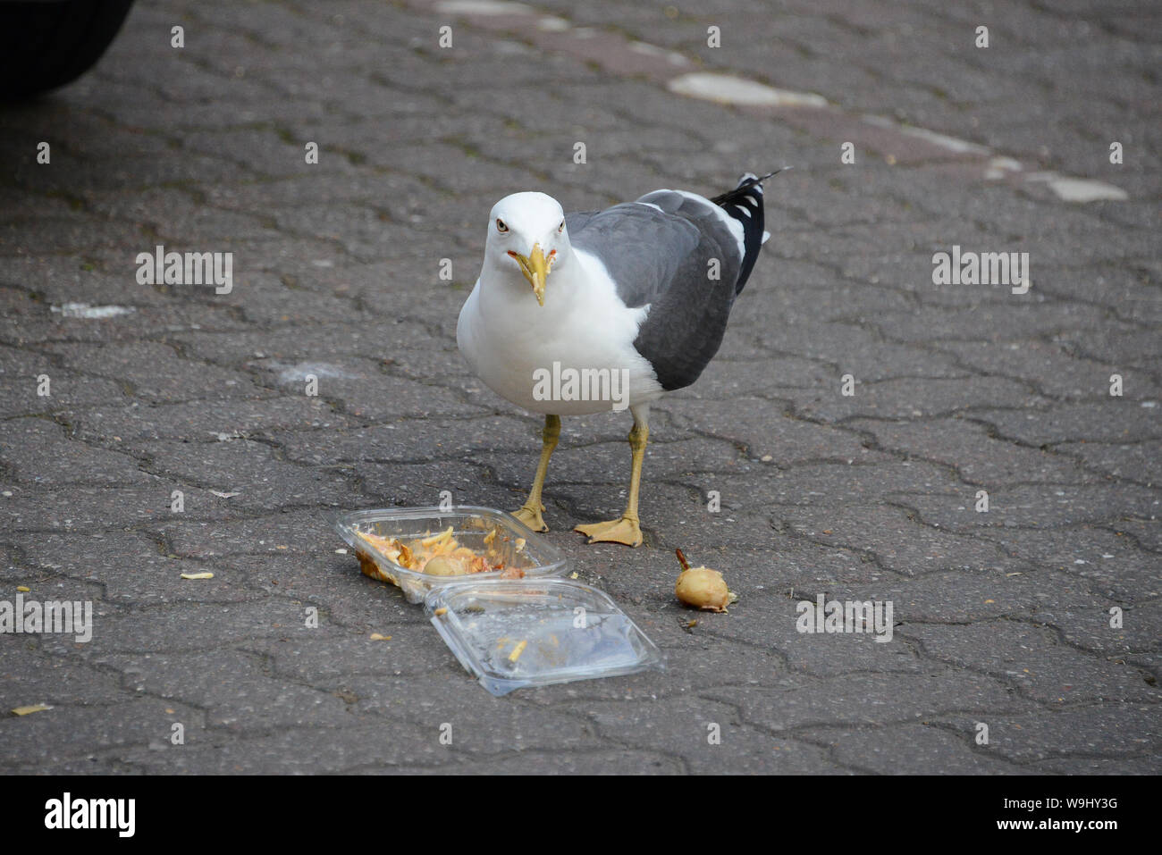 Seagull mangiare un insalata di patate Foto Stock