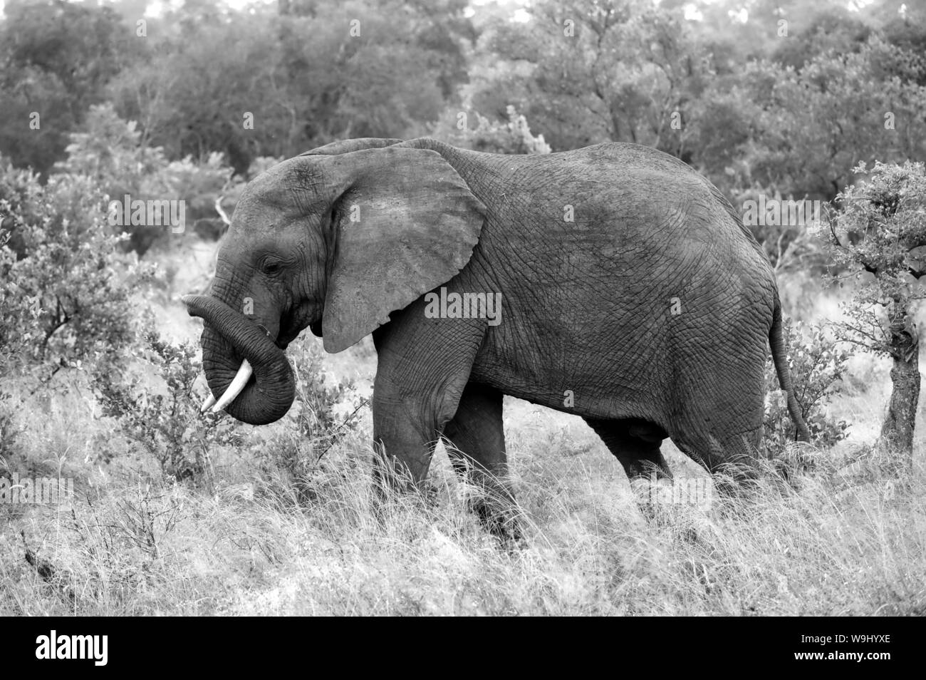 Africa Africa meridionale, Africa, nord-est, il Parco Nazionale Kruger, elefante, Loxodonta,, 30074176.Caption locale *** Africa, Sud Africa, Foto Stock