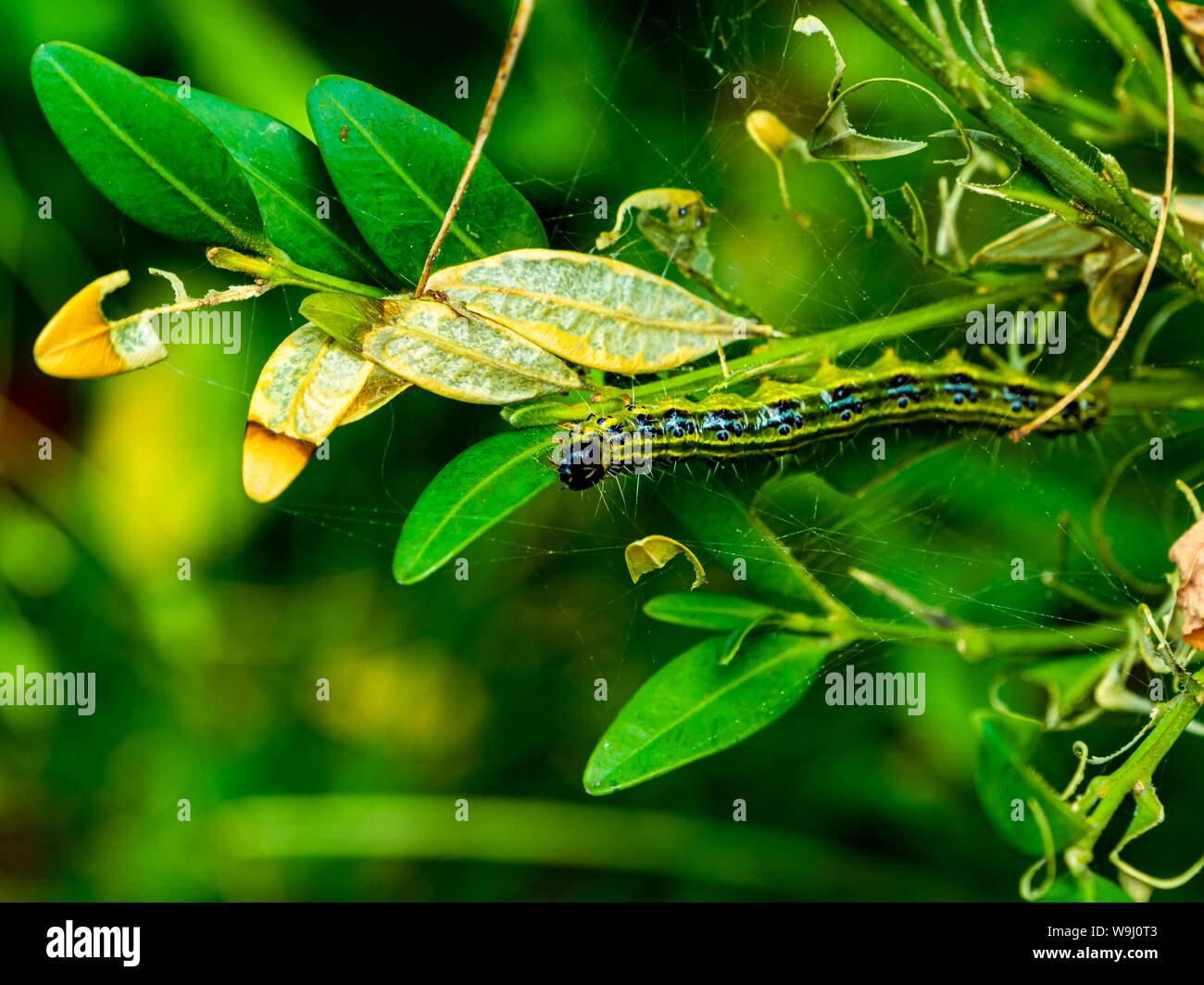 Struttura di scatola di caterpillar per mangiare il verde di lasciare una siepe di bosso e distruggendo la casella tree - il controllo di parassiti, insetti, distruzione, invasione Foto Stock