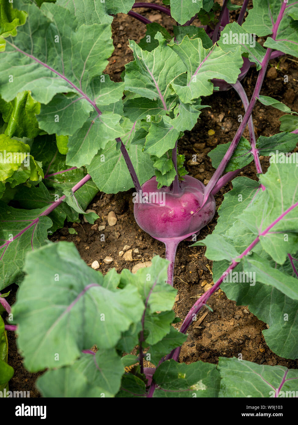 Viola il cavolo rapa cresce in patch vegetale Foto Stock