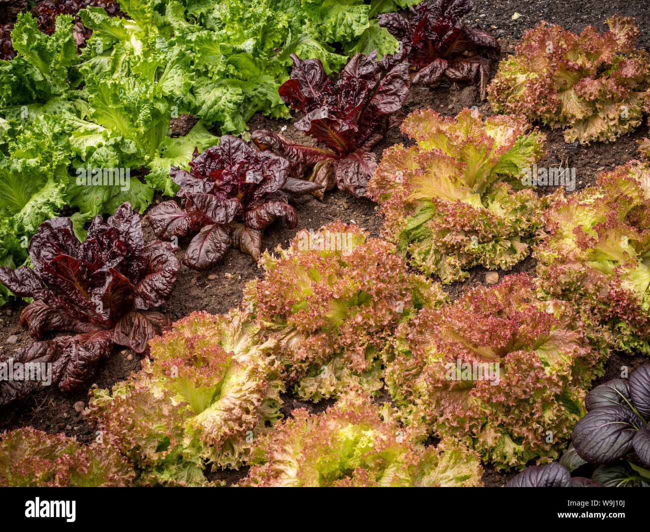 Più varietà di lattuga crescendo in patch vegetale Foto Stock
