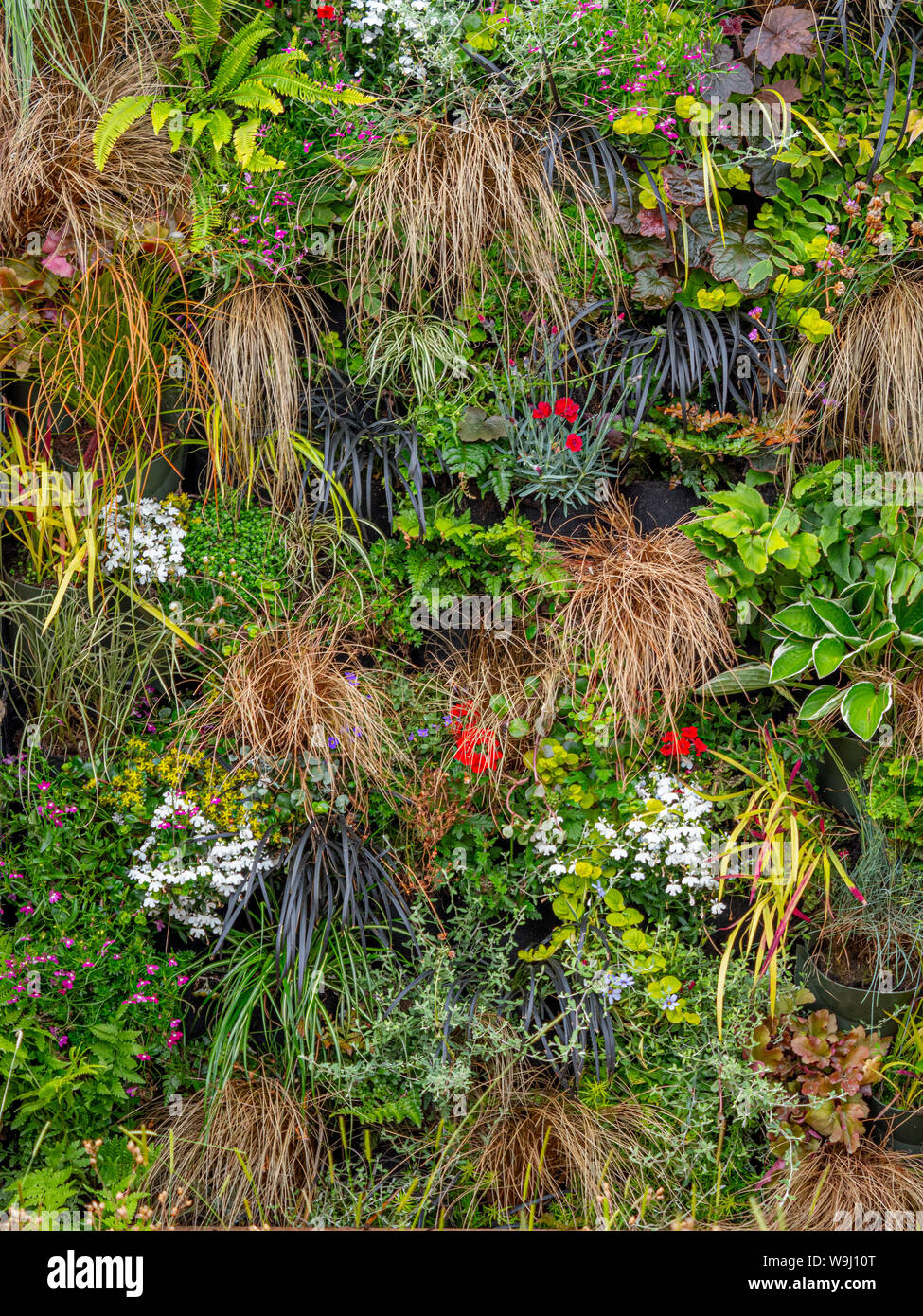 Impianti verticali sul muro vivente - felci di erbe e fiori Foto Stock