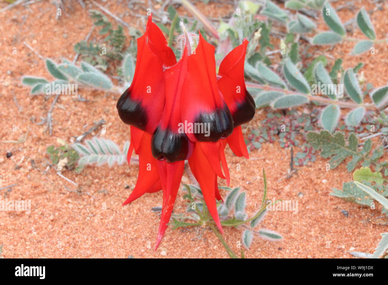 Deserto Rosso di fiori selvaggi australiano Sturt Desert Pea Foto Stock