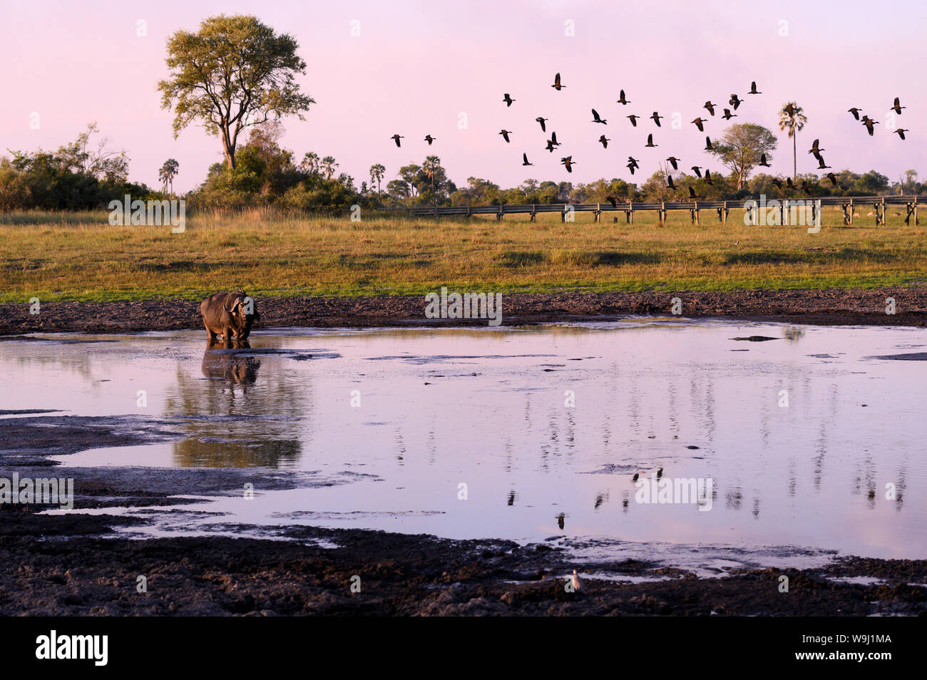 Africa, Sud Africa, Africana, Botswana Okavango Delta, Abu Camp, lone buffalo al foro per l'acqua, 30074437.Caption locale *** Africa, Sud un Foto Stock