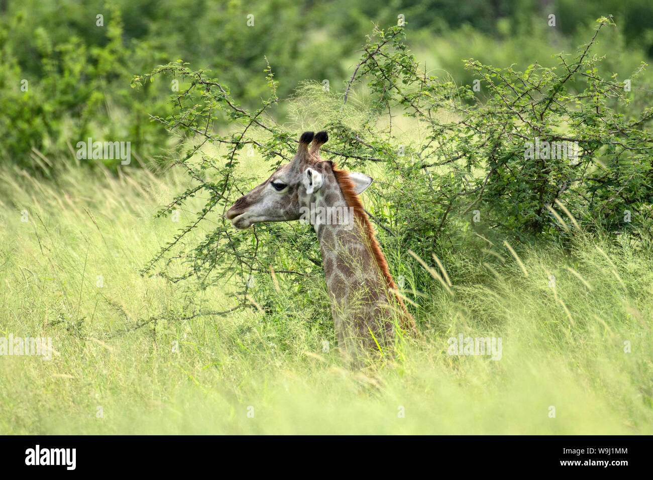 Africa Africa meridionale, Africa, nord-est, il Parco Nazionale Kruger, giovane giraffa nella prateria, 30074443.Caption locale *** Africa, Sud Af Foto Stock