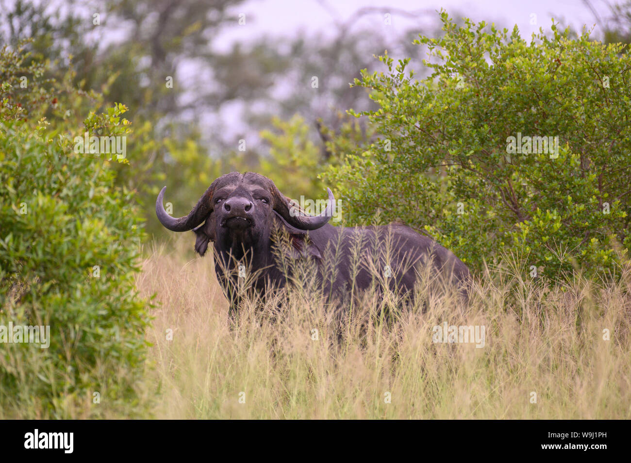 Africa Africa meridionale, Africa, nord-est, il Parco Nazionale Kruger, Buffalo, 30074456.Caption locale *** Africa, Sud Africa, Africana, Nort Foto Stock