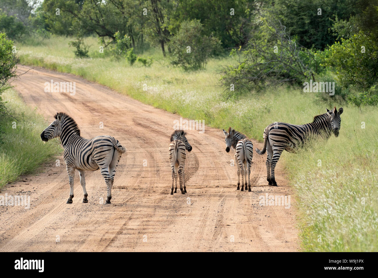 Africa Africa meridionale, Africa, nord-est, il Parco Nazionale Kruger, Zebra su strada, 30074461.Caption locale *** Africa, Sud Africa, Africana Foto Stock