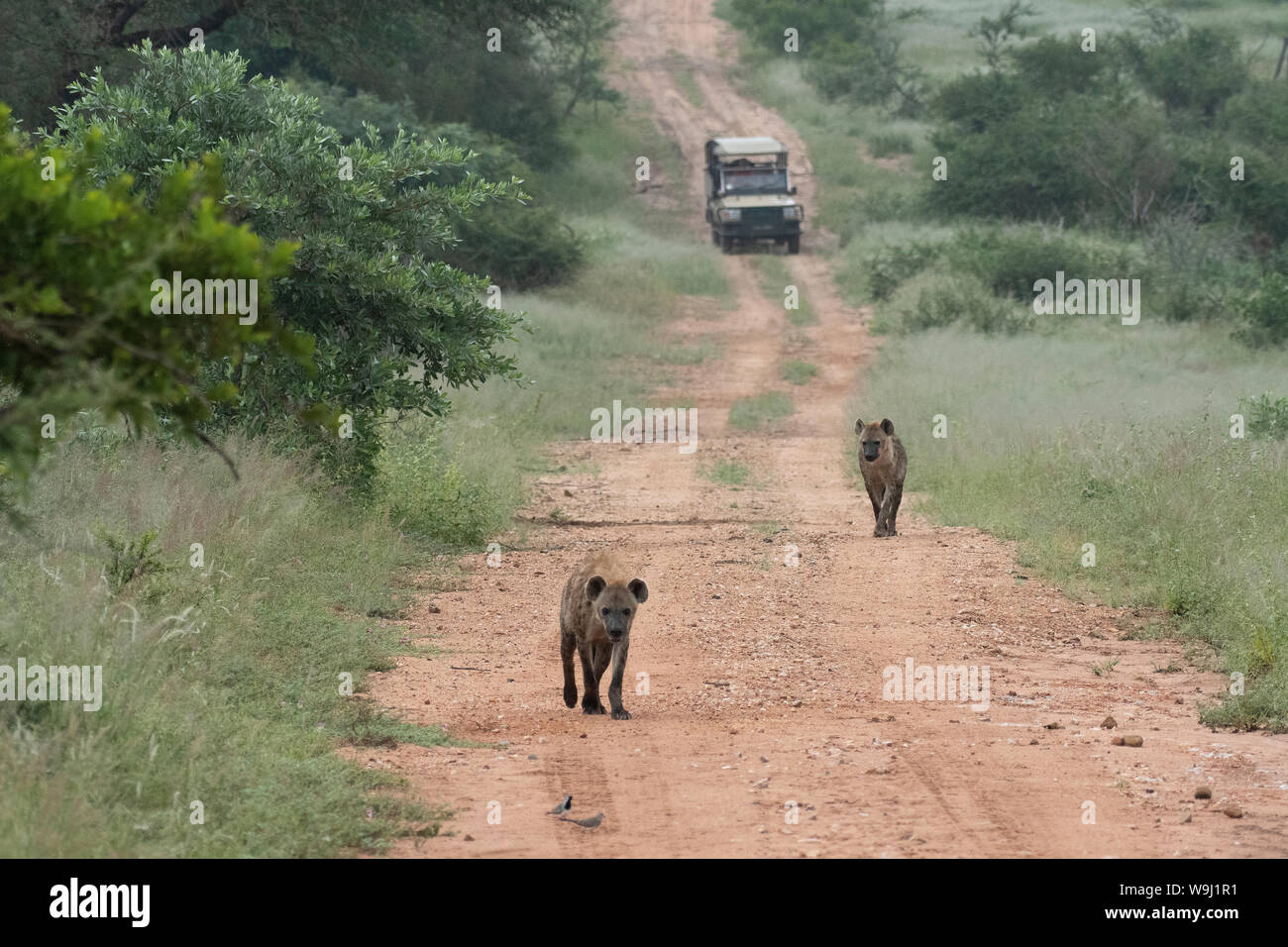 Africa Africa meridionale, Africa, nord-est, il Parco Nazionale Kruger, aggirava iena, 30074464.Caption locale *** Africa, Sud Africa, Africana Foto Stock