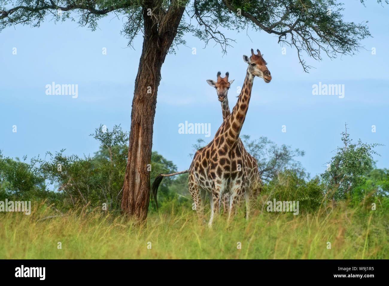 Africa Africa meridionale, Africa, nord-est, il Parco Nazionale Kruger, Giraffe, 30074466.Caption locale *** Africa, Sud Africa, Africana, Nort Foto Stock