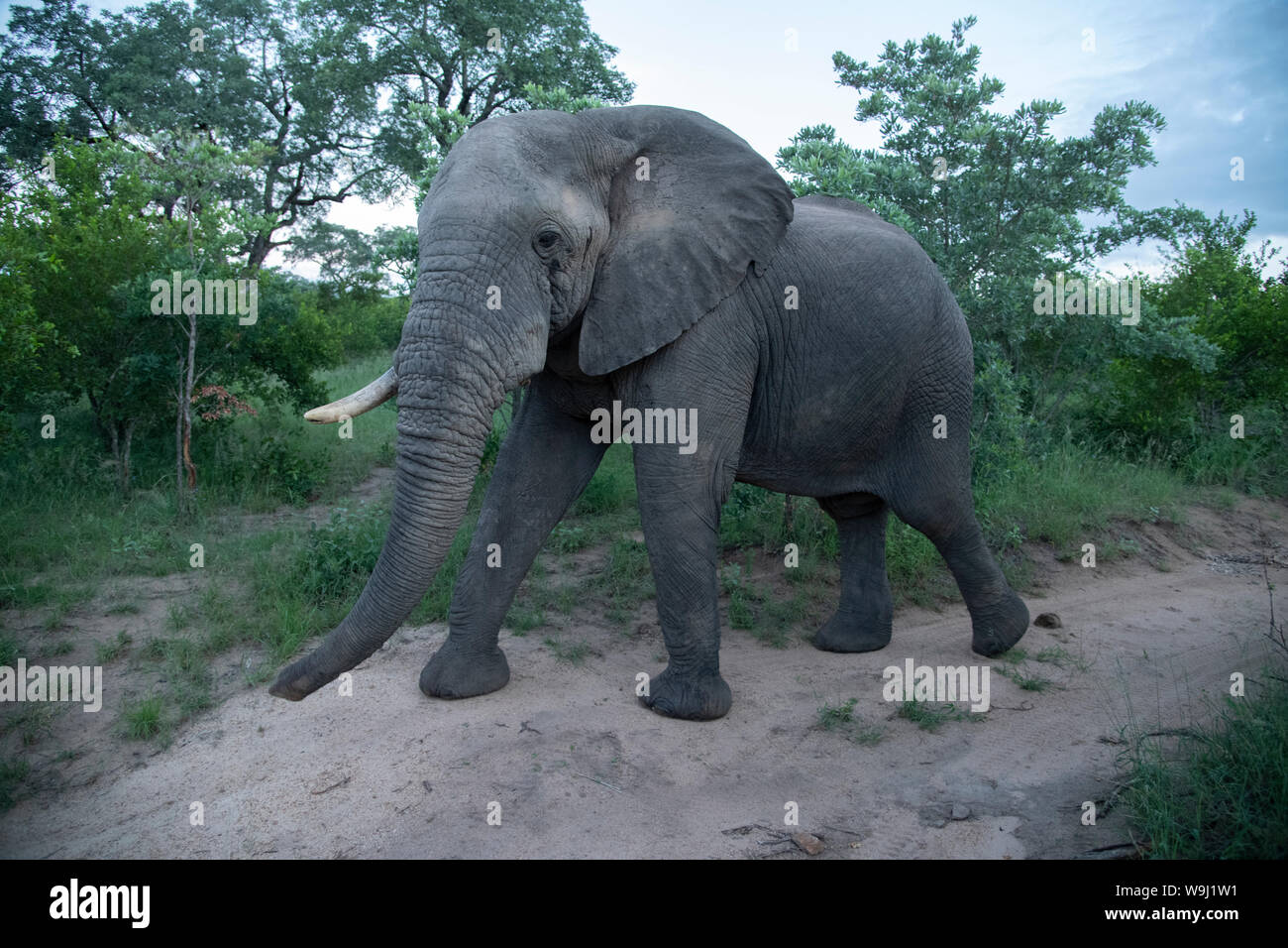 Africa Africa meridionale, Africa, nord-est, il Parco Nazionale Kruger, elefante, 30074480.Caption locale *** Africa, Sud Africa, Africana, Nort Foto Stock