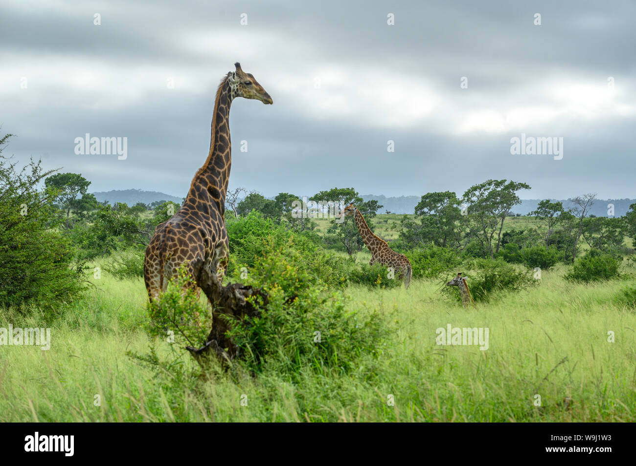Africa Africa meridionale, Africa, nord-est, il Parco Nazionale Kruger, Giraffe, 30074481.Caption locale *** Africa, Sud Africa, Africana, Nort Foto Stock