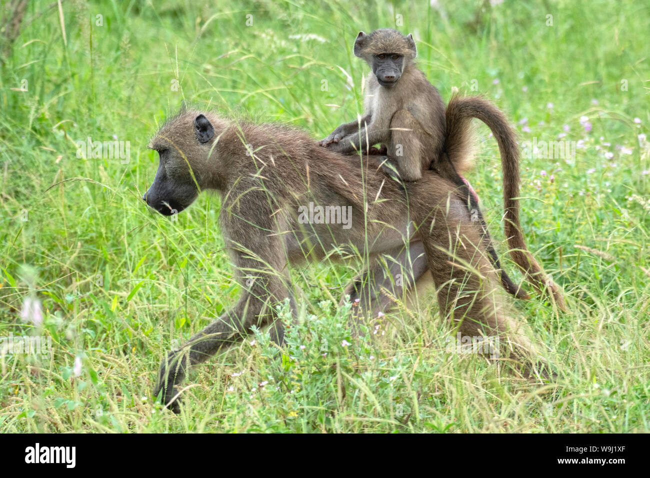 Africa, Sud Africa, Sud Africa, Africana, Nordest, Kruger National Park, babbuino, 30074489.Caption locale *** Africa, Sud Africa, Foto Stock