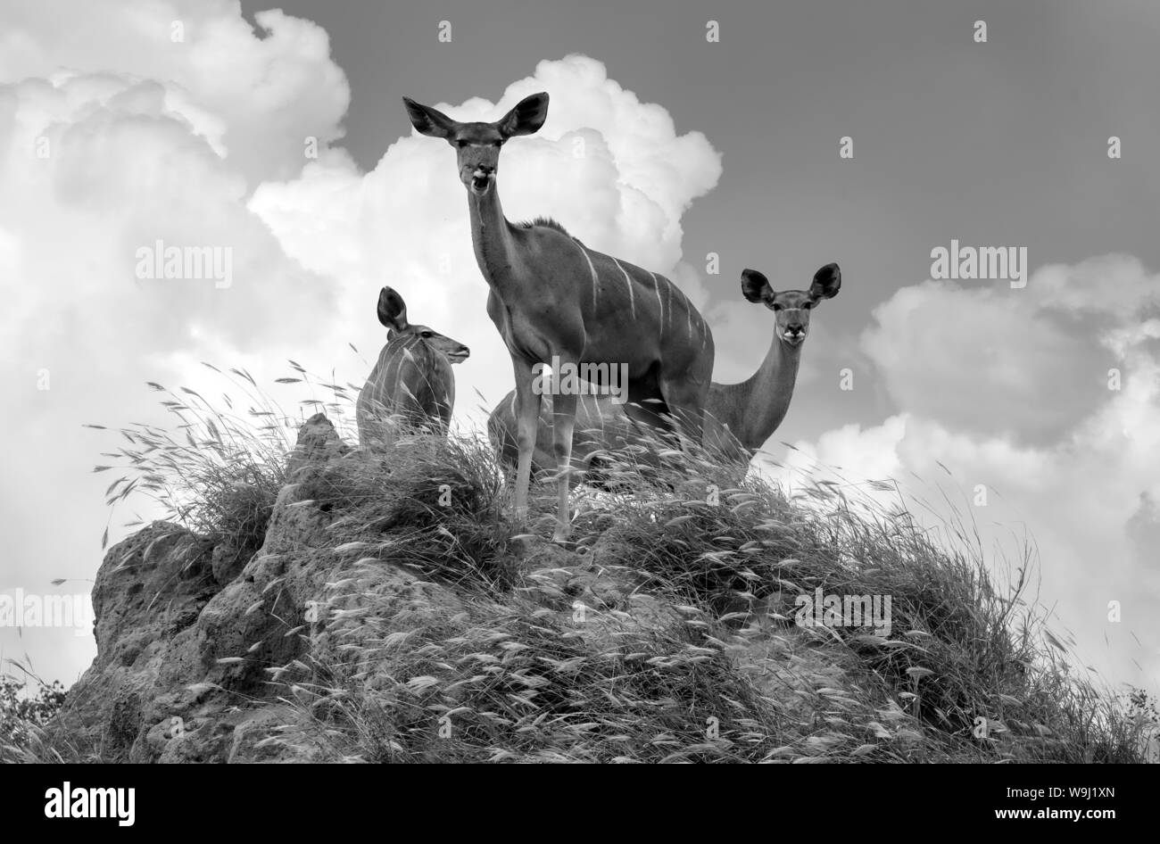 Africa Africa meridionale, Africa, nord-est, il Parco Nazionale Kruger, Impala (m), 30074492.Caption locale *** Africa, Sud Africa, Africana, N Foto Stock