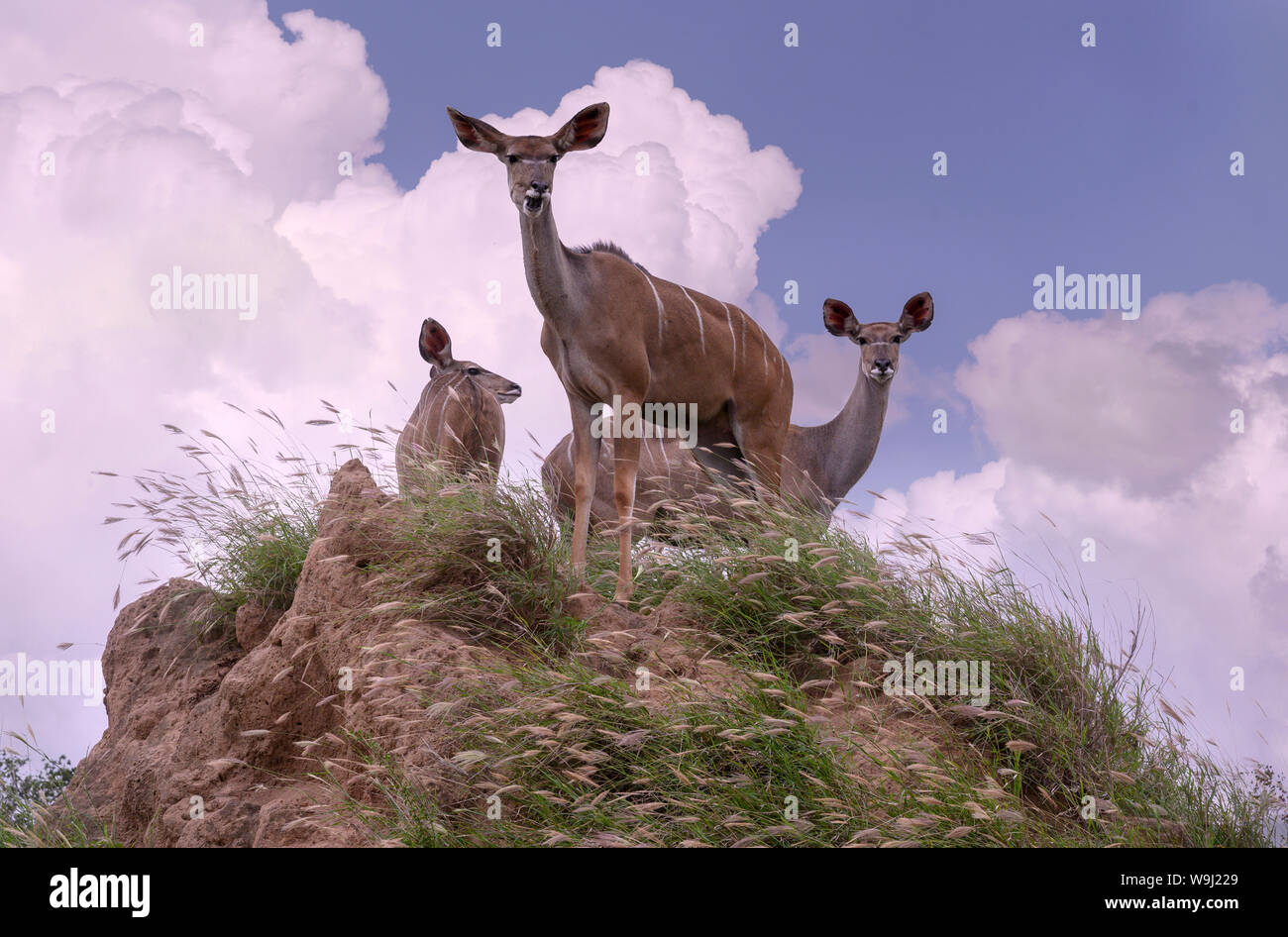 Africa Africa meridionale, Africa, nord-est, il Parco Nazionale Kruger, Impala (m), 30074513.Caption locale *** Africa, Sud Africa, Africana, N Foto Stock