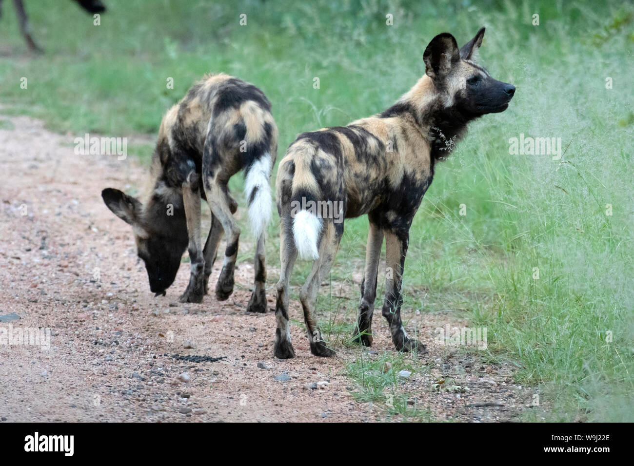 Africa, Sud Africa, Sud Africa, Africana, Nordest, Kruger National Park, Lycaon pictus, cane selvatico,, 30074514.Caption locale *** Africa, Foto Stock