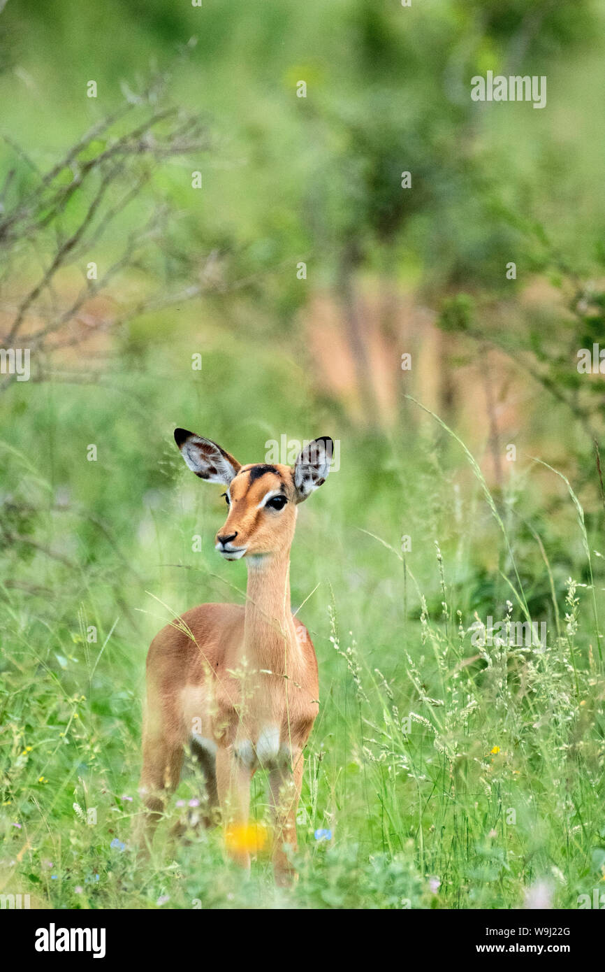 Africa, Sud Africa, Sud Africa, Africana, Nordest, Kruger National Park, Impala, 30074515.Caption locale *** Africa, Sud Africa, Foto Stock