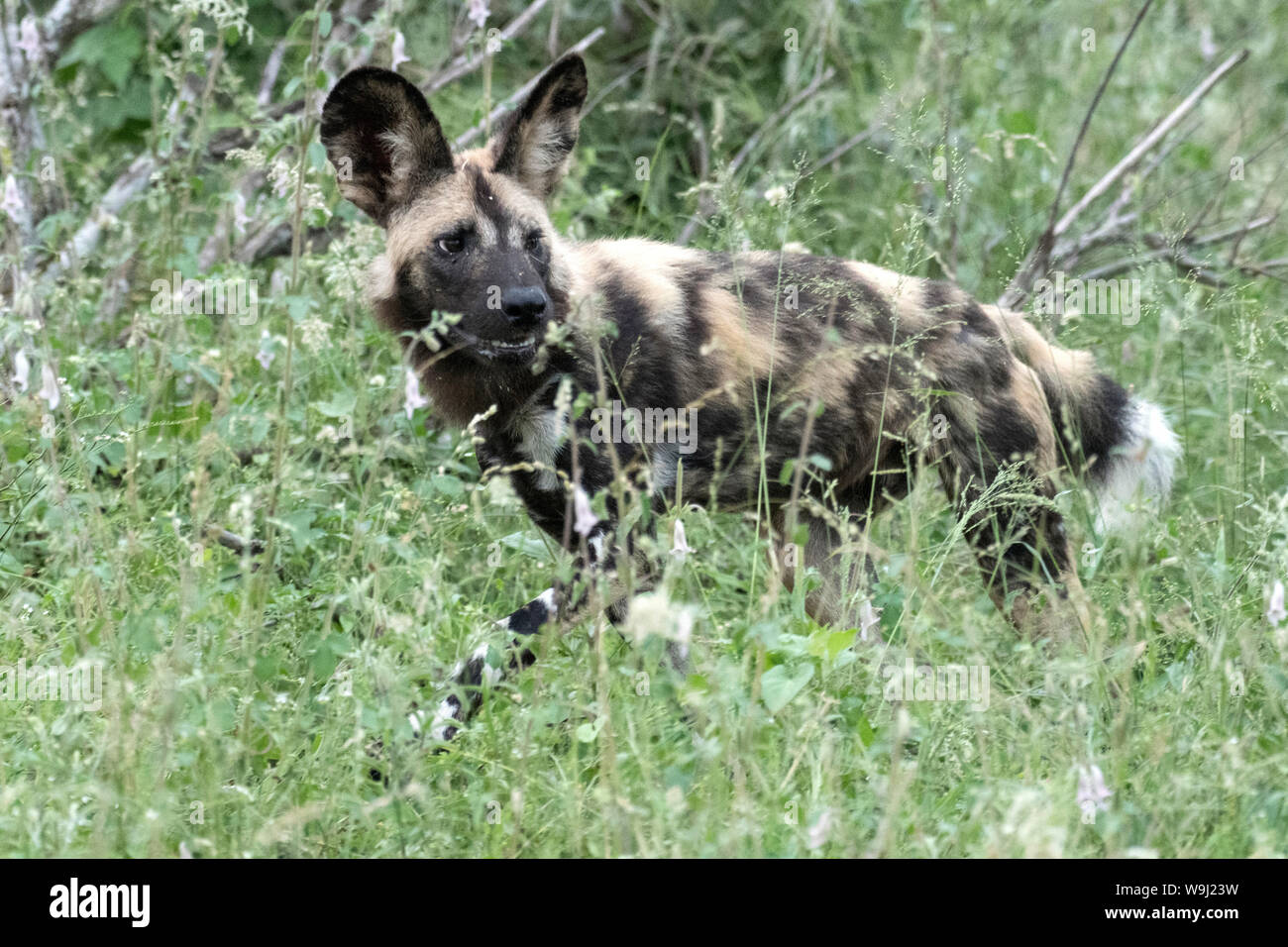 Africa, Sud Africa, Sud Africa, Africana, Nordest, Kruger National Park, Lycaon pictus, cane selvatico, safari, la fauna animale, cane, 30074522 Foto Stock