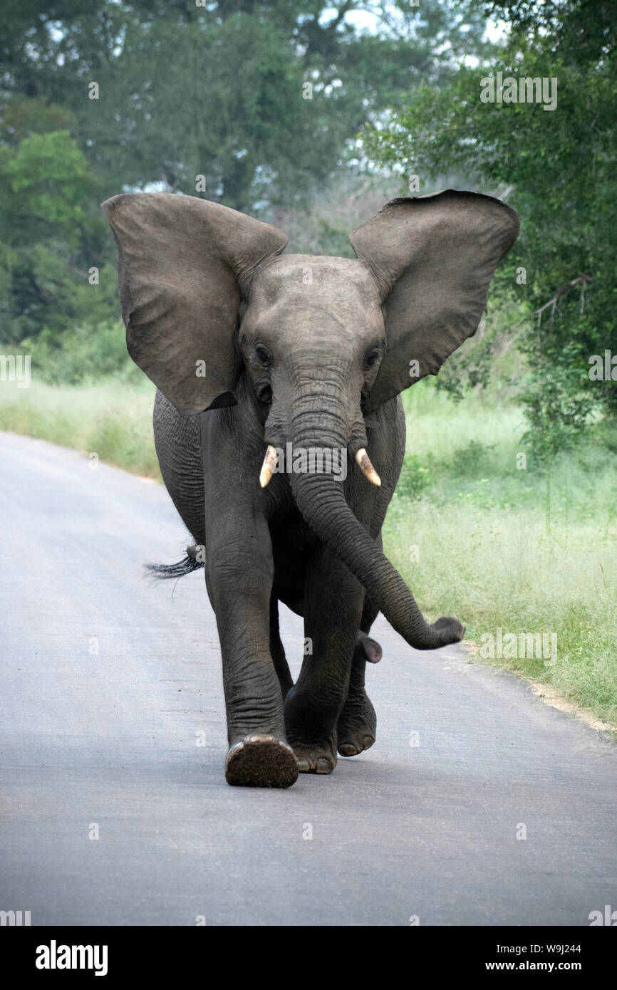 Africa Africa meridionale, Africa, nord-est, il Parco Nazionale Kruger, toro giovane attacco, 30074524.Caption locale *** Africa, Sud Africa, Afri Foto Stock