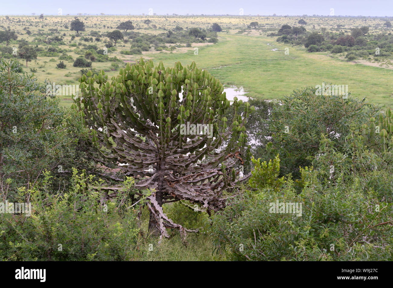 Africa Africa meridionale, Africa, nord-est, il Parco Nazionale Kruger,, 30074537.Caption locale in Africa, nell'Africa meridionale, Africa, nord-est Foto Stock