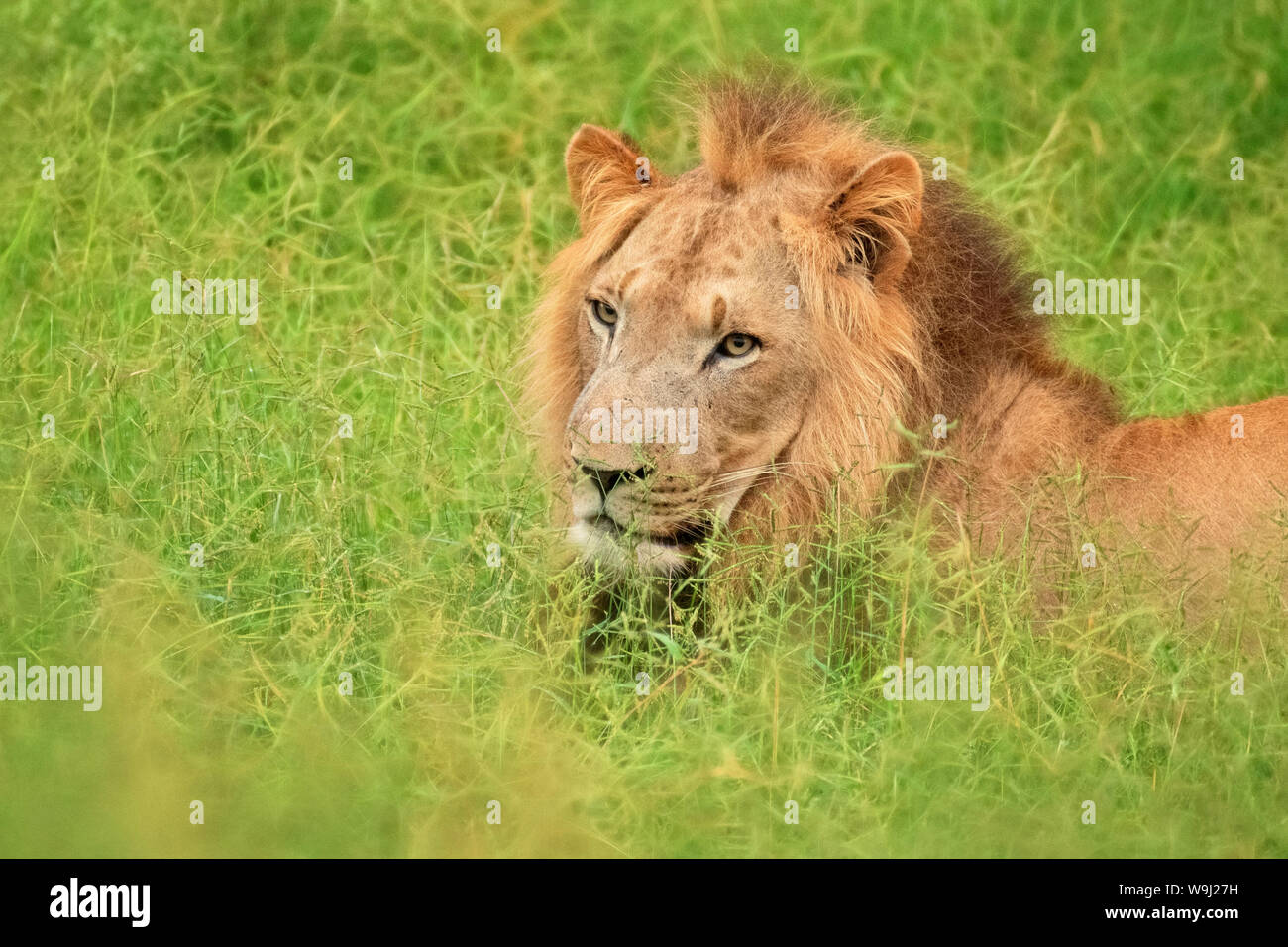 Africa, Sud Africa, Swaziland Hlane National Park, Panthera leo, maschio lion, 30074538.Caption locale *** Africa, Sud Africa, Swaziland Foto Stock