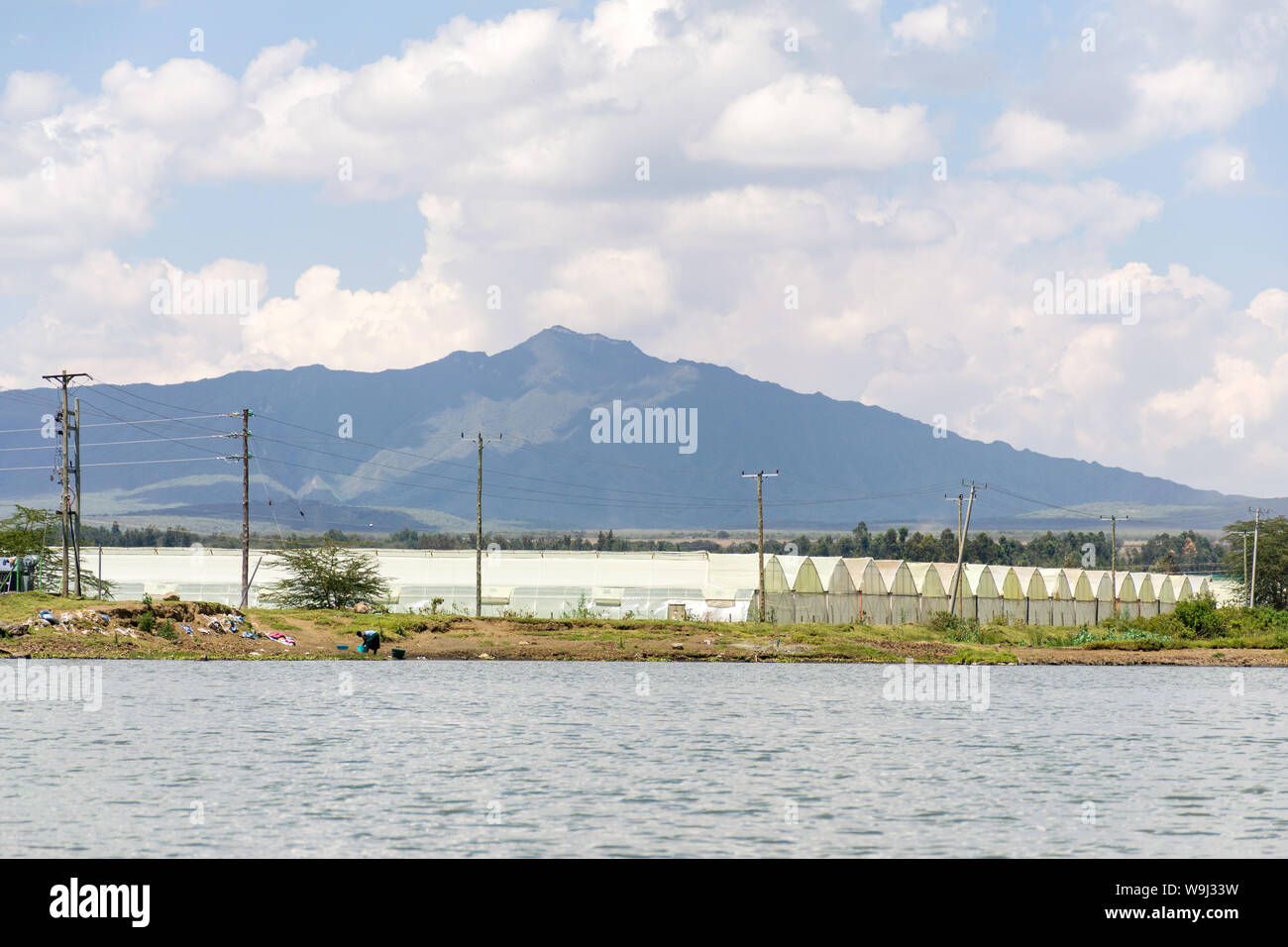 Allevamento di fiore tende da Lake Naivasha con supporto Longonot in background, Kenya, Africa orientale Foto Stock