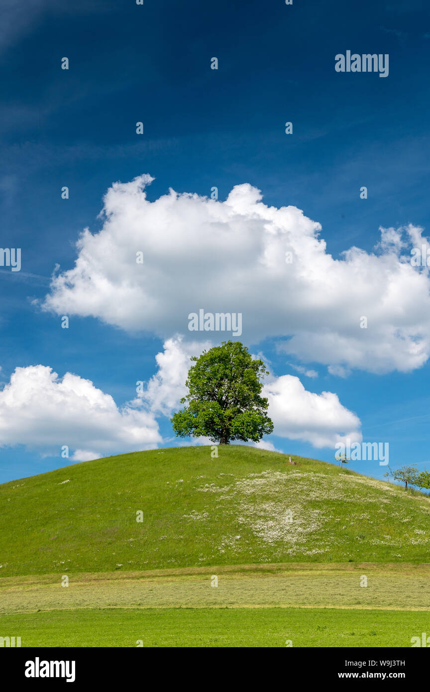 Tilia Lone Tree sulla collina in Eggiswil, Emmental Foto Stock