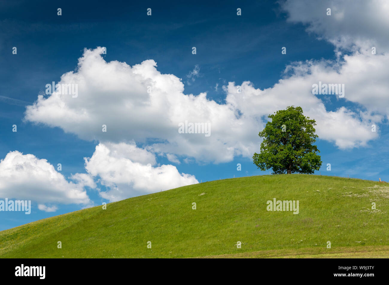 Tilia Lone Tree sulla collina in Eggiswil, Emmental Foto Stock