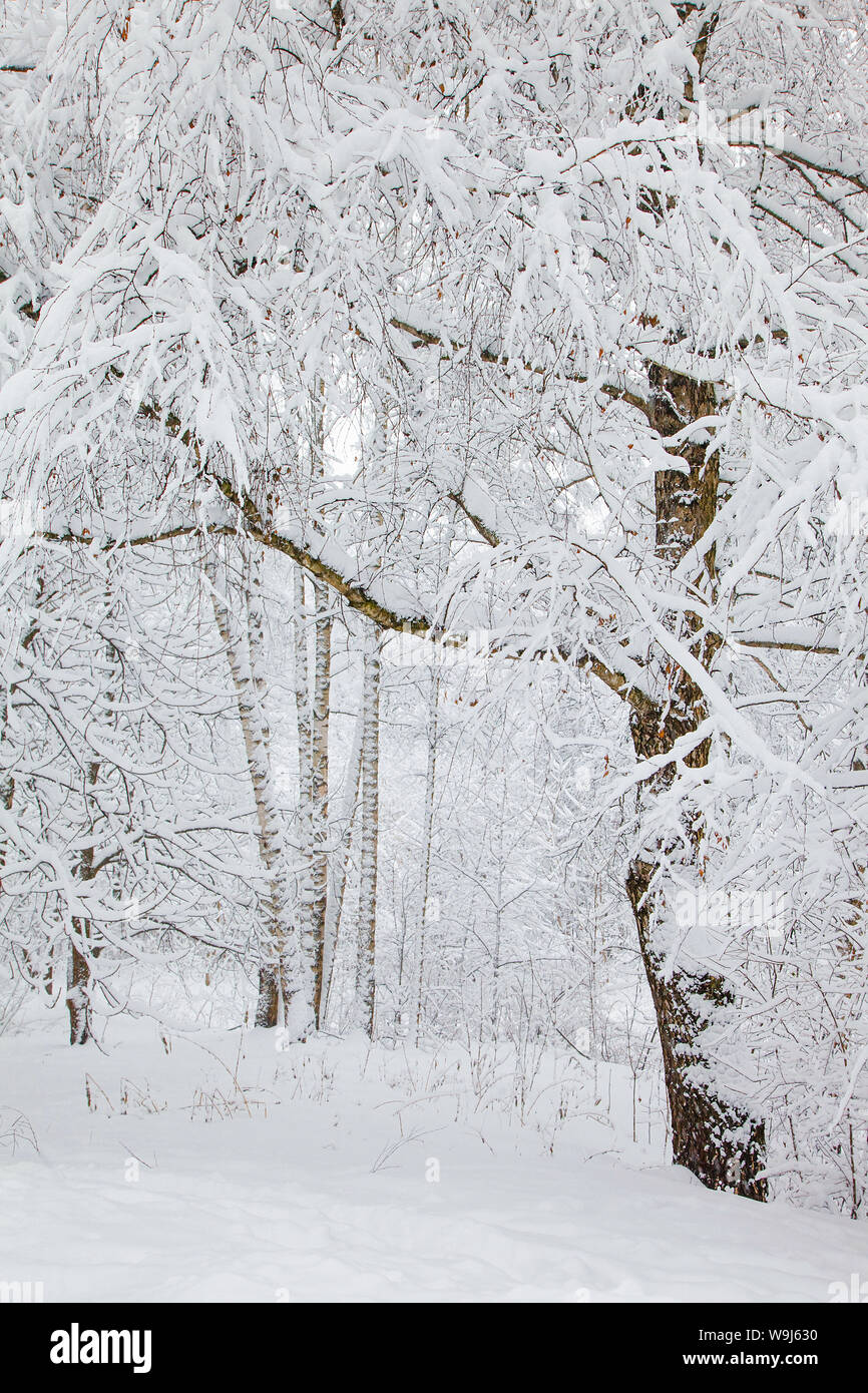 Bella coperta di neve alberi in una foresta Foto Stock