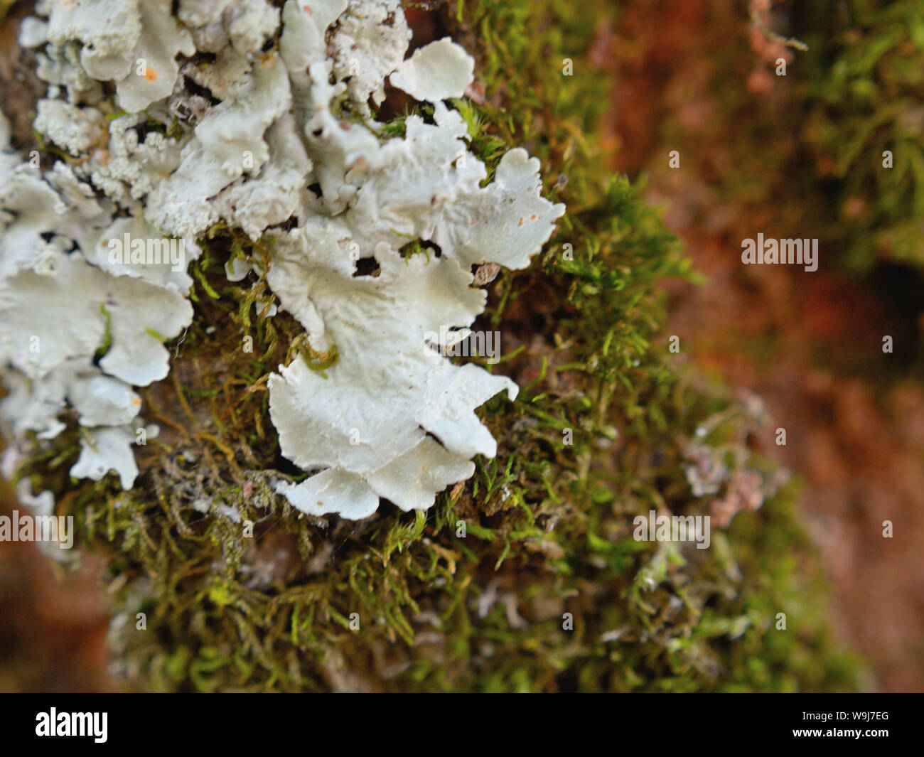 Close up white foliose licheni e muschi su albero Foto Stock