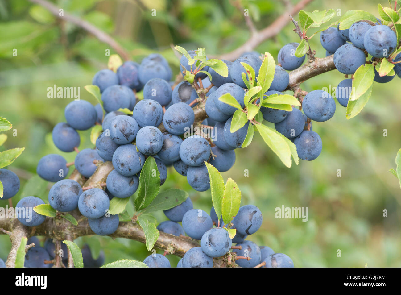 Sloe, Blackthorne, Prunus spinosa, Sussex, Regno Unito, Agosto. Foto Stock