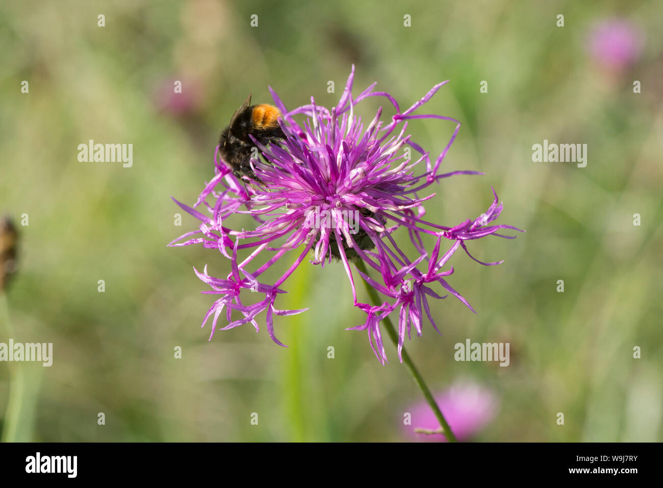 Bumble Bee alimentando il fiordaliso maggiore, Centaurea scabiosa, Sussex, Agosto Foto Stock