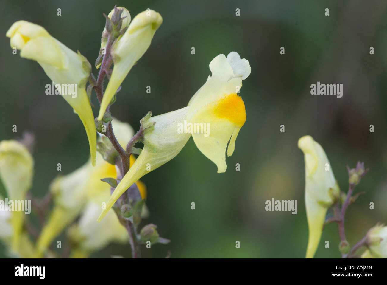 Unico fiore giallo di comune Toadflax, giallo, Toadflax Linaria vulgaris, crescente sul bordo di un campo del South Downs, Sussex, Regno Unito, Agosto. Foto Stock