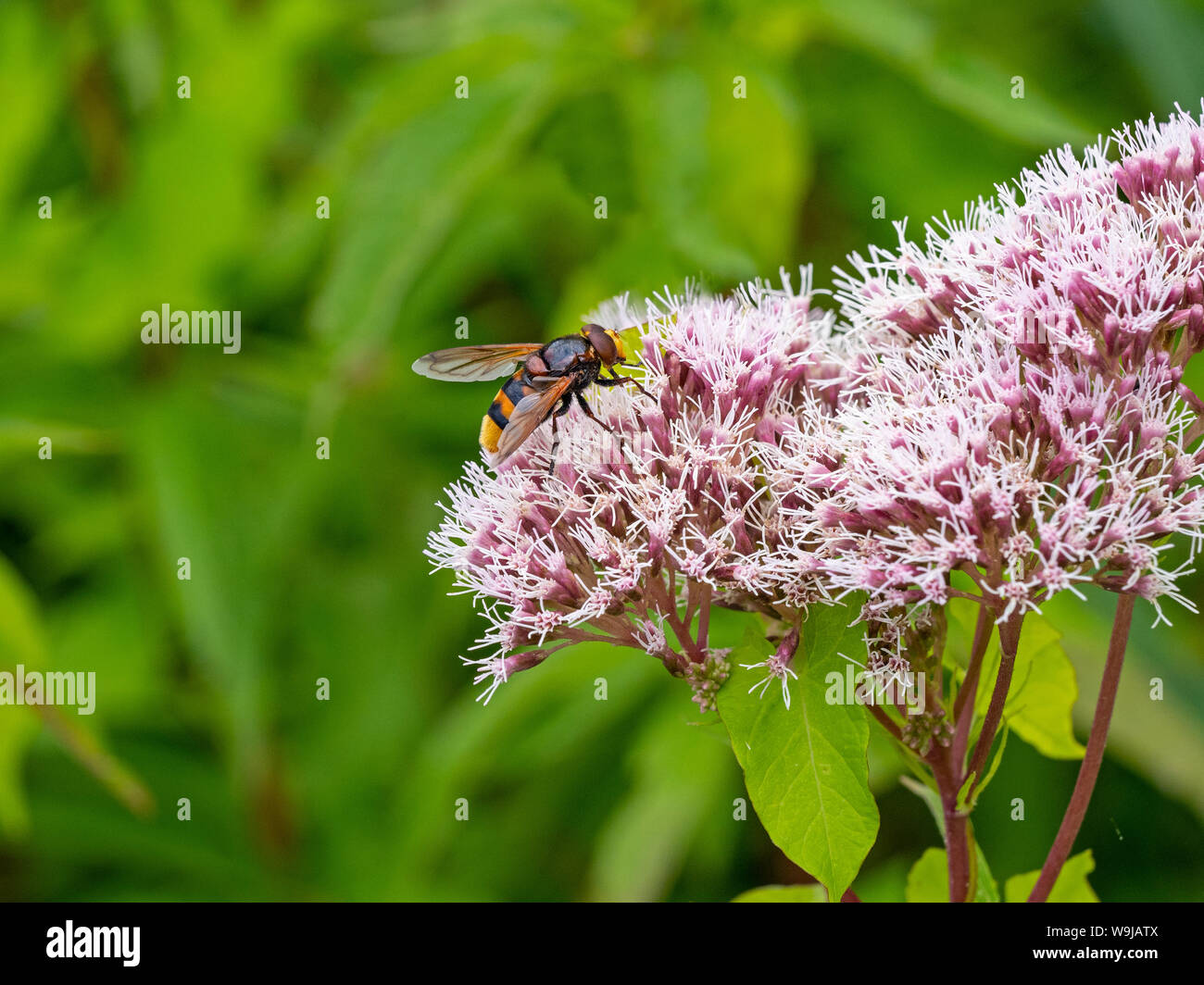 Hornet hoverfly Volucella zonaria canapa-agrimonia fiori Agosto Foto Stock