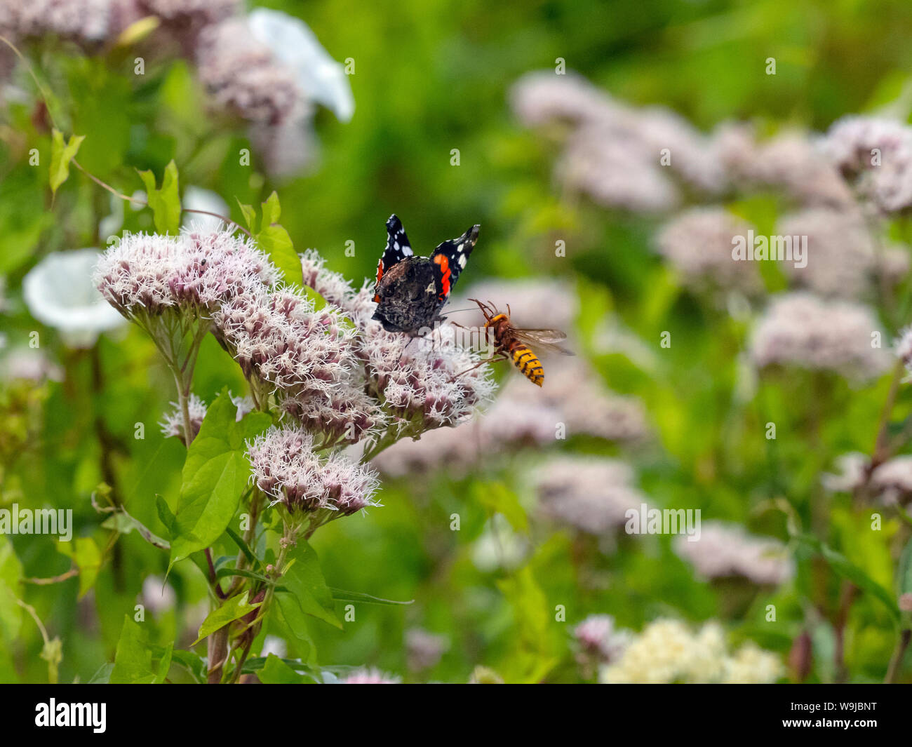 Red Admiral Butterfly Vanessa Atalanta sulla canapa-agrimonia di essere attaccato da un Hornet Foto Stock