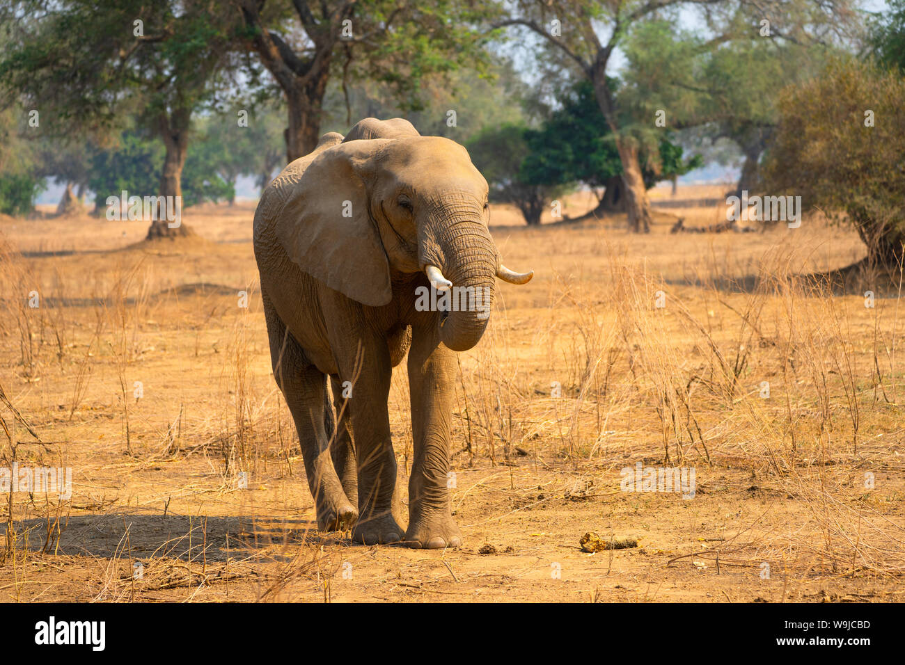 Una mandria di bush Africano elefanti. Fotografato presso il lago Kariba, Zimbabwe Foto Stock